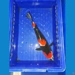 Showa 35 cm 