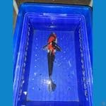 Showa 32 cm