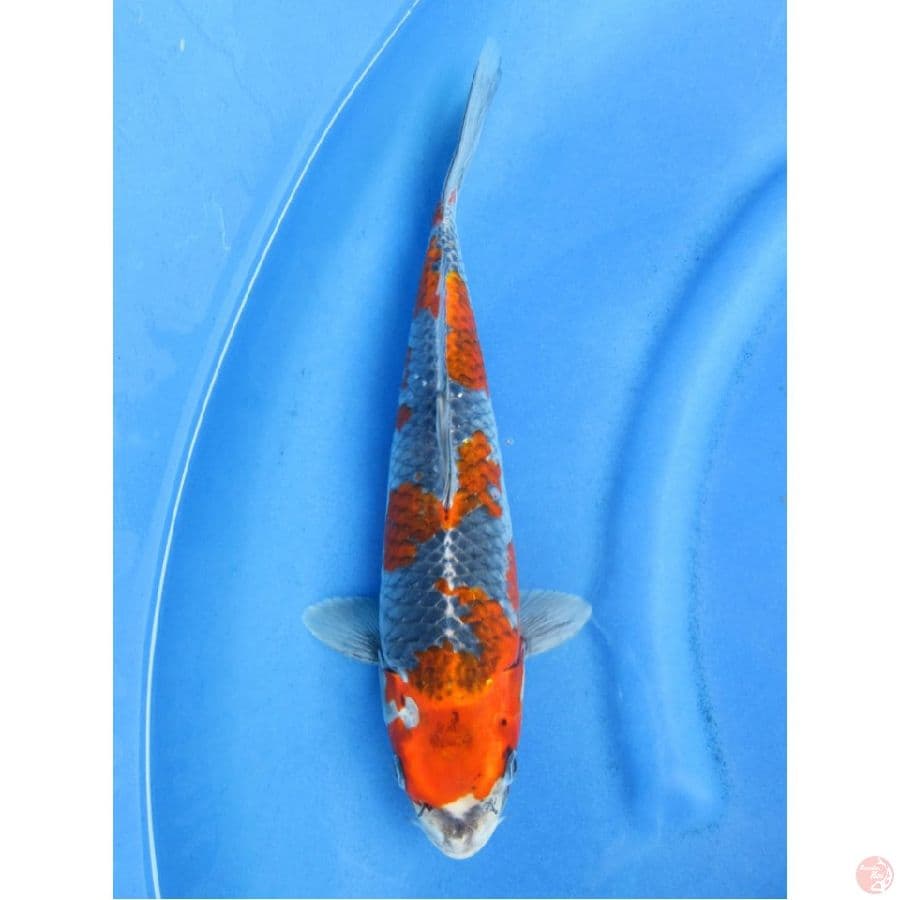 37cm , Goshiki HQ 