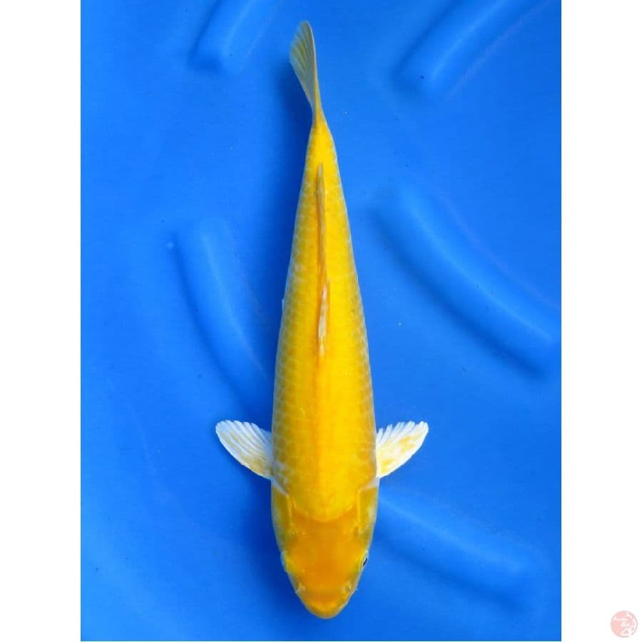37cm , Jumbo Karshi Bersih 