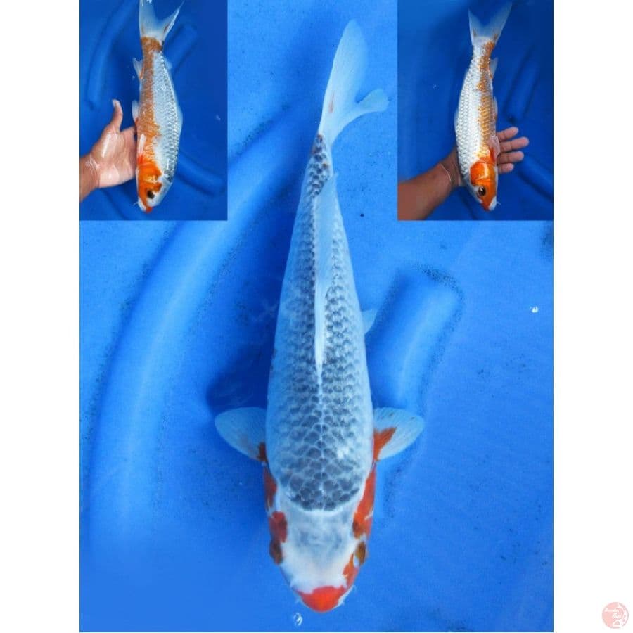 34cm , Asagi