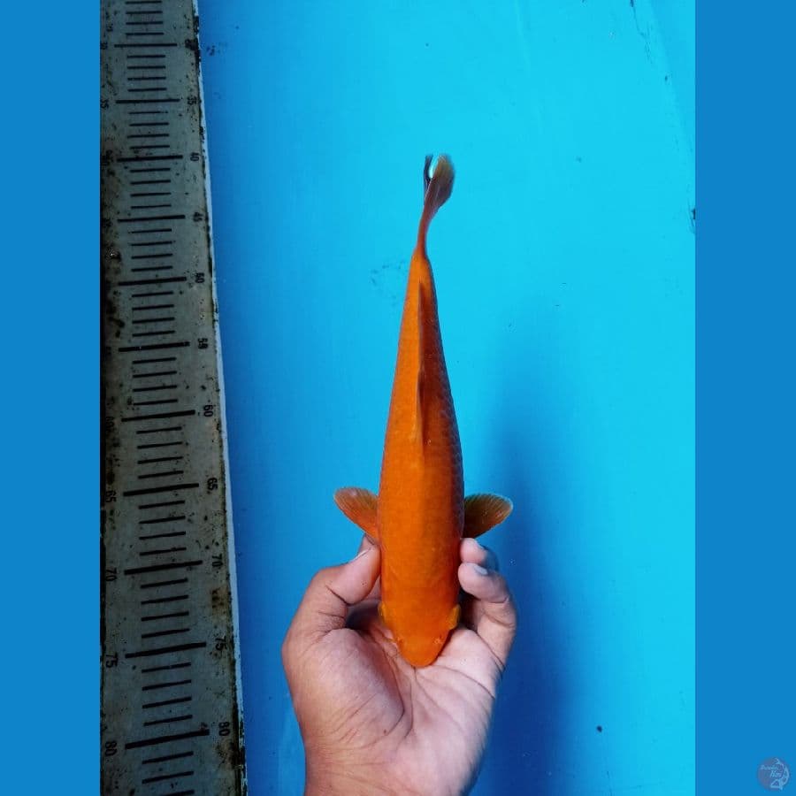 CARAMEL 26CM CALON HOT
