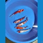 kohaku gindrin vs tanco gindrin 25-27 cm calon bullky