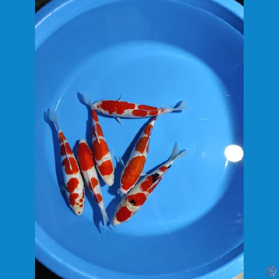 kohaku sanke show quality 24-26 cm 