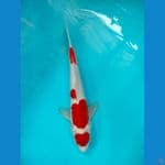 kohaku