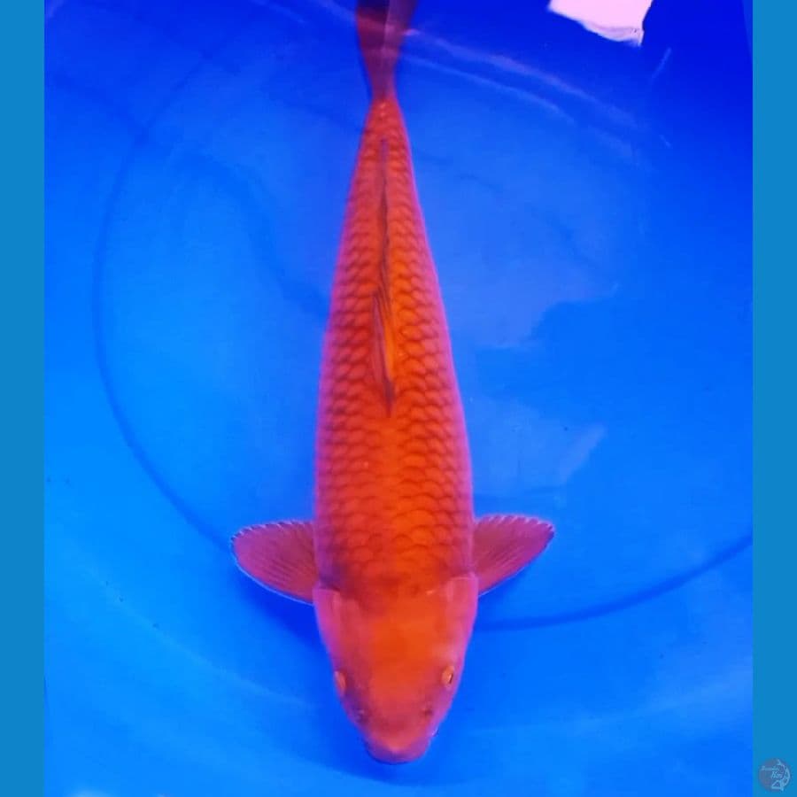 43cm CHAGOI PUNUK UNTA