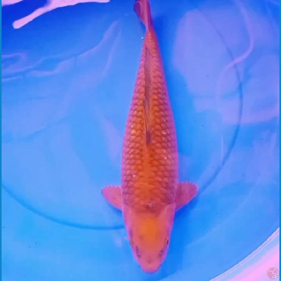 42cm CHAGOI TEMBAGA BULKY