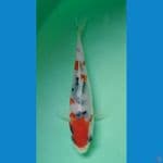 Sanke Bahan istimewa 12 cm