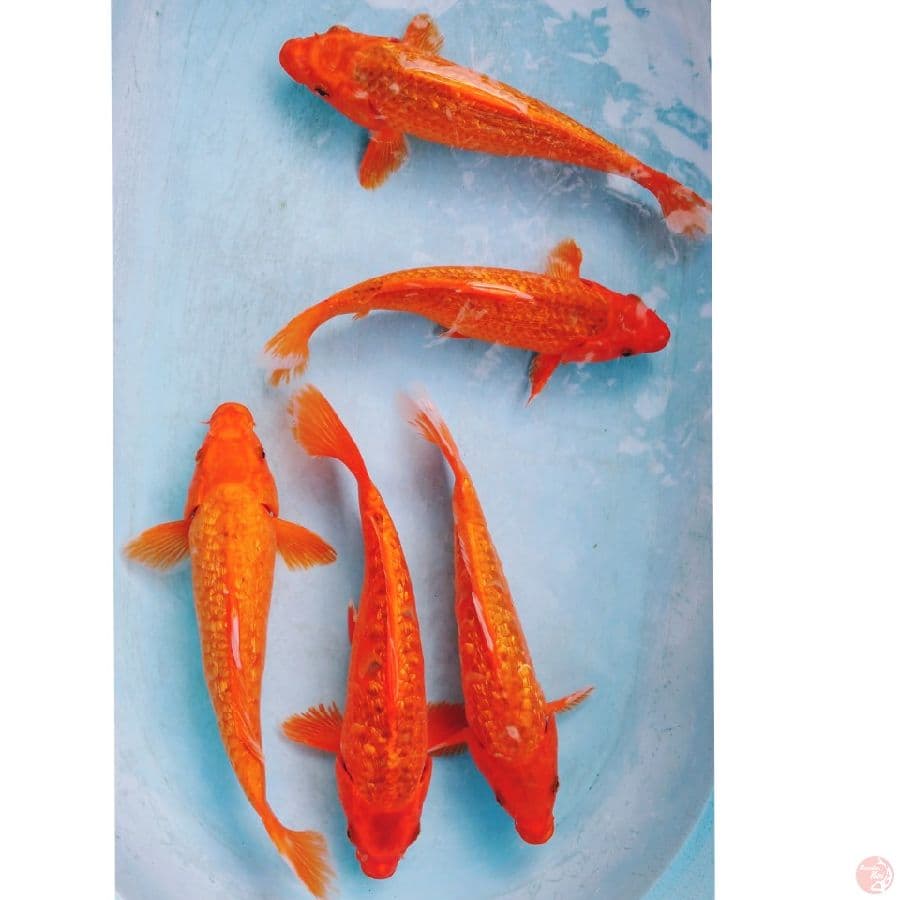 PAKET GINRIN 28-32 CM (5 ekor)