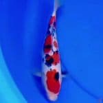 27cm TIGER SANKE STRONG
