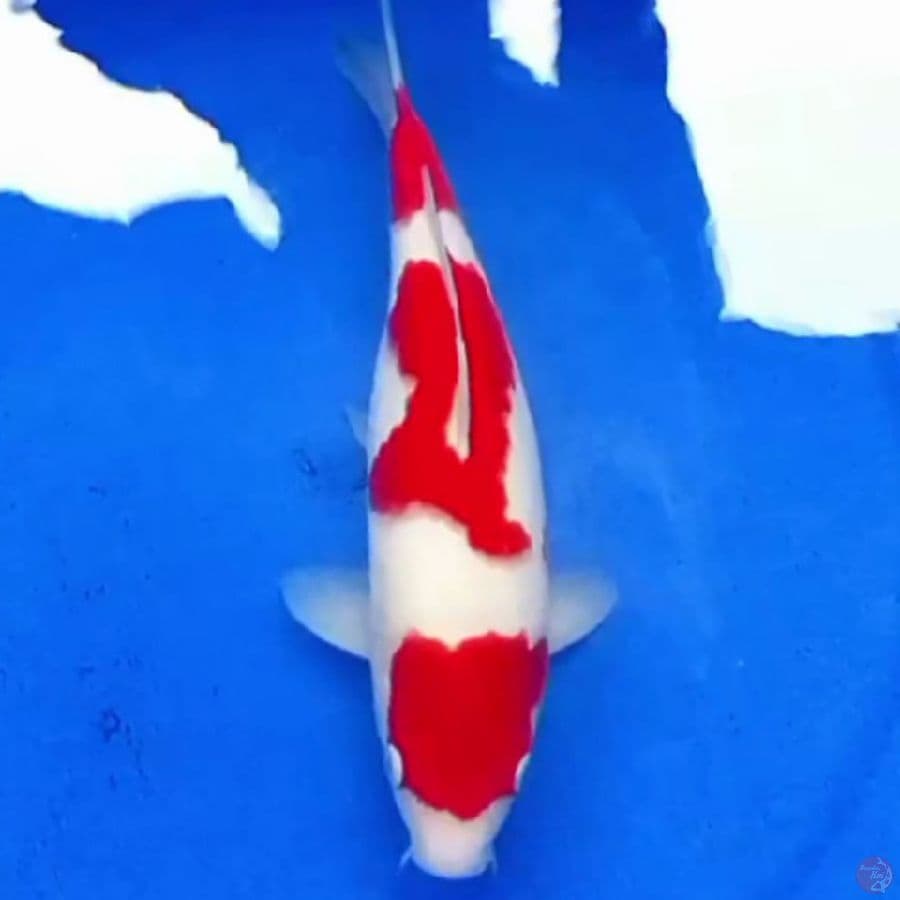 33cm KOHAKU RED STRONG