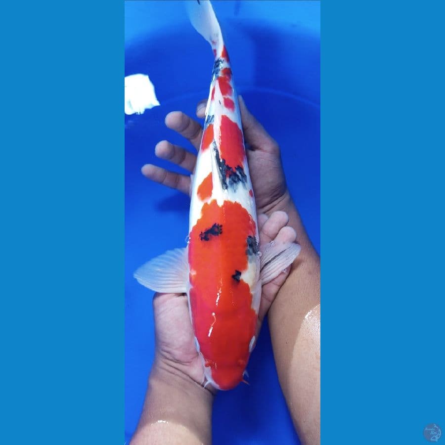 sanke 38 cm