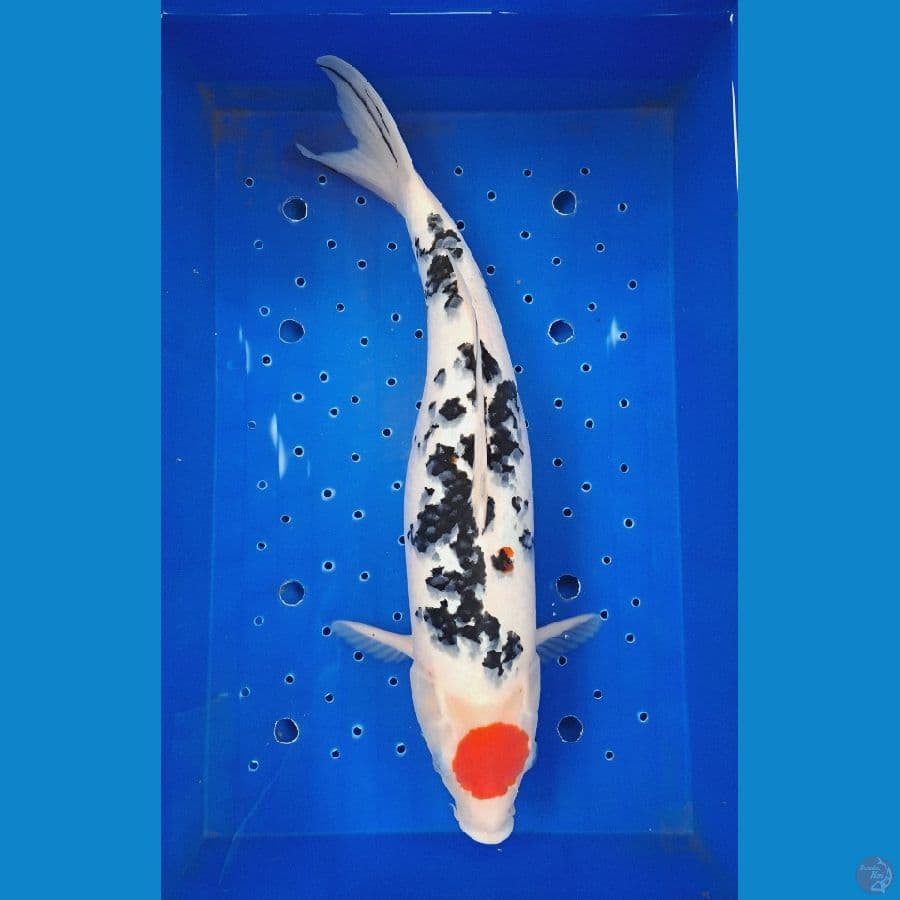 Tancho 37 Cm