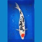 Tancho 37 Cm