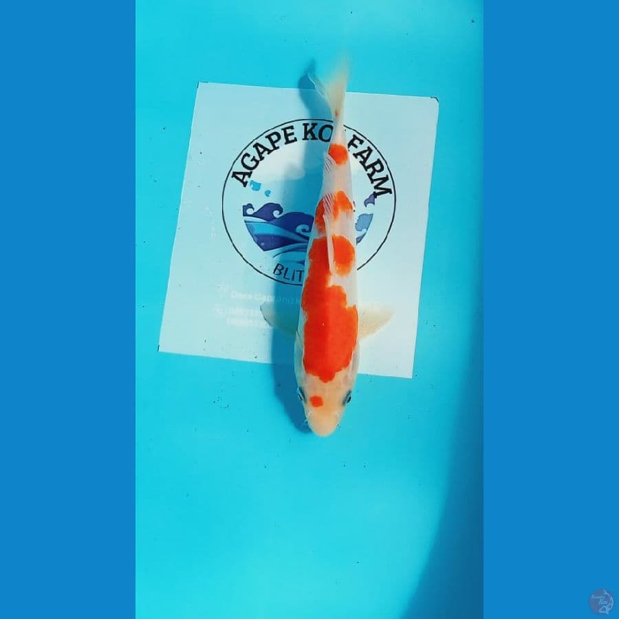 kohaku 24cm