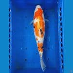 Sanke 36 cm Bakat Besar