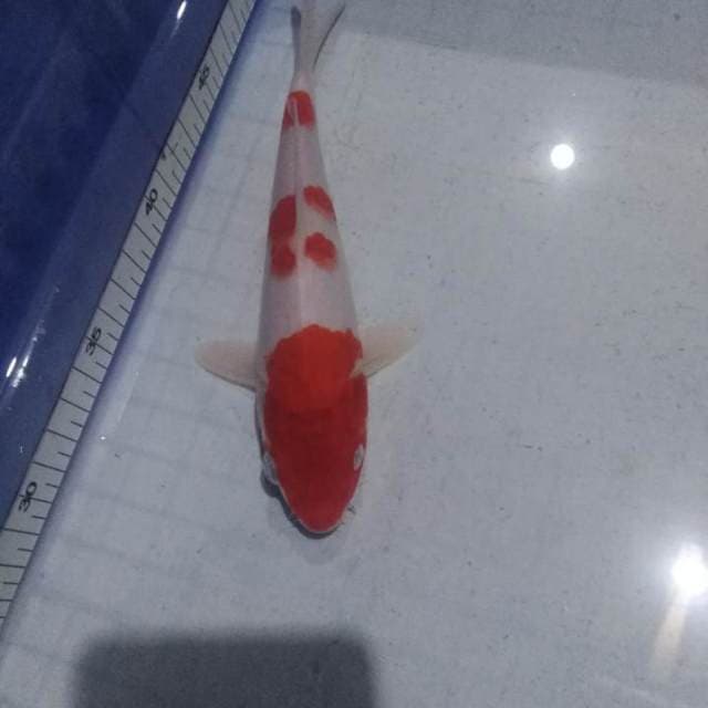 Kohaku 3 step ori