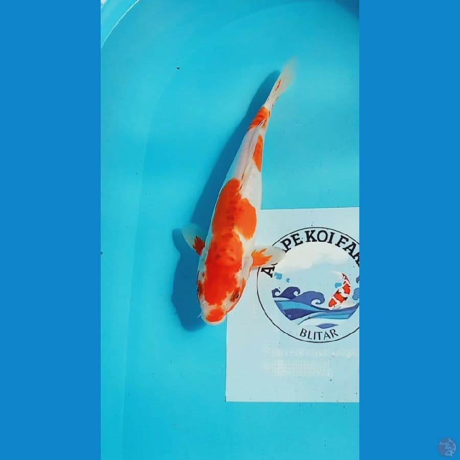 kawarimono 29cm