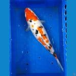 Sanke 35 Cm