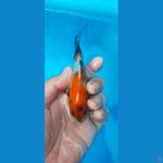 minion showa sansoku size 11 cm