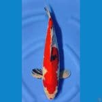 SANKE INAZUMA BAKAT JUMBO ~46cm/Male~