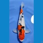 SANKE HQ BAKAT JUMBO ~40cm/Feemale~