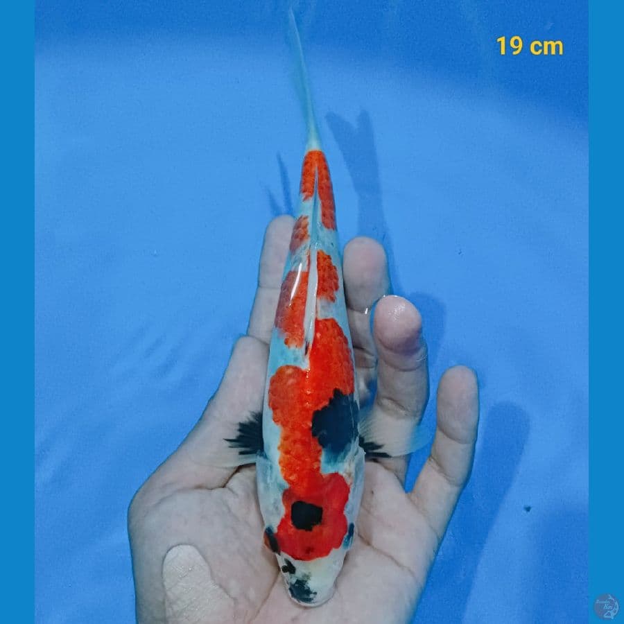 showa inazuma 19 cm