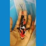 showa gindrin SQ 15 CM