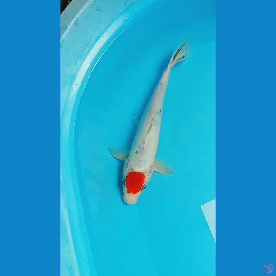 Tancho 28 cm