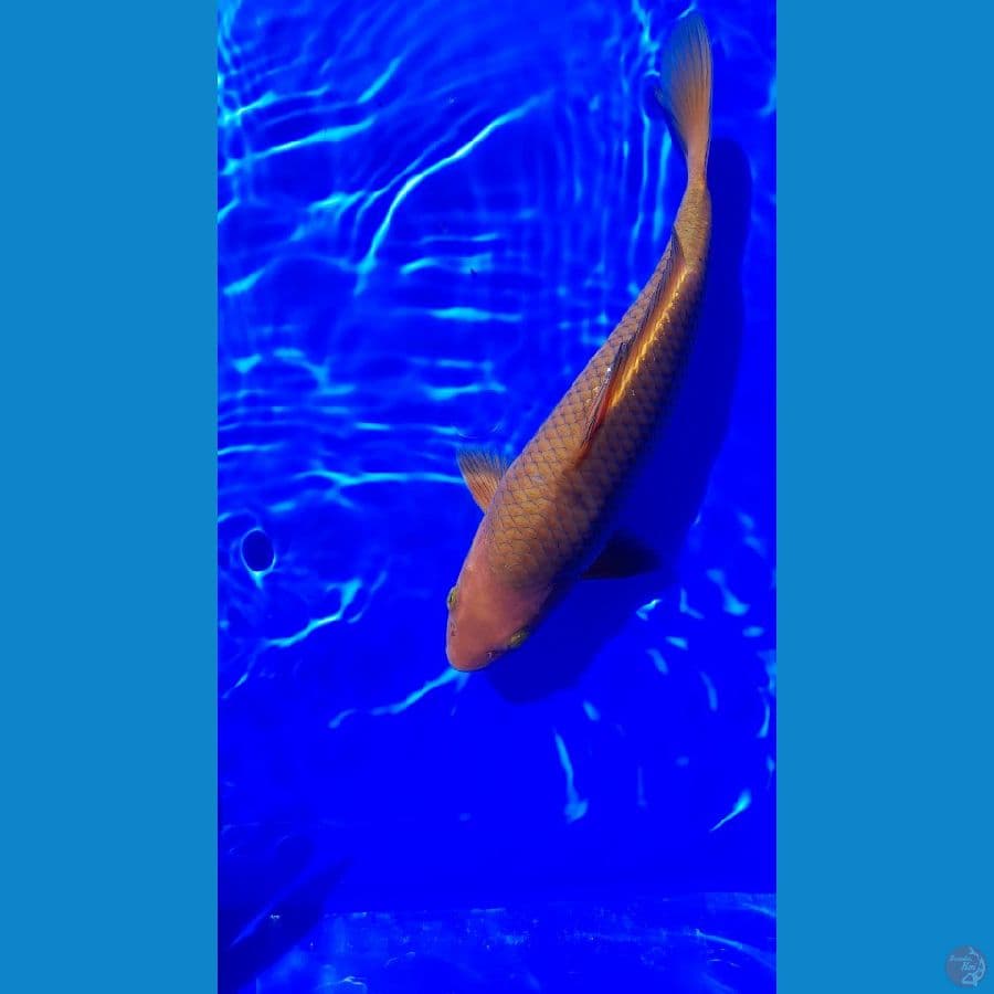 27cm Chagoi tembaga berpunuk