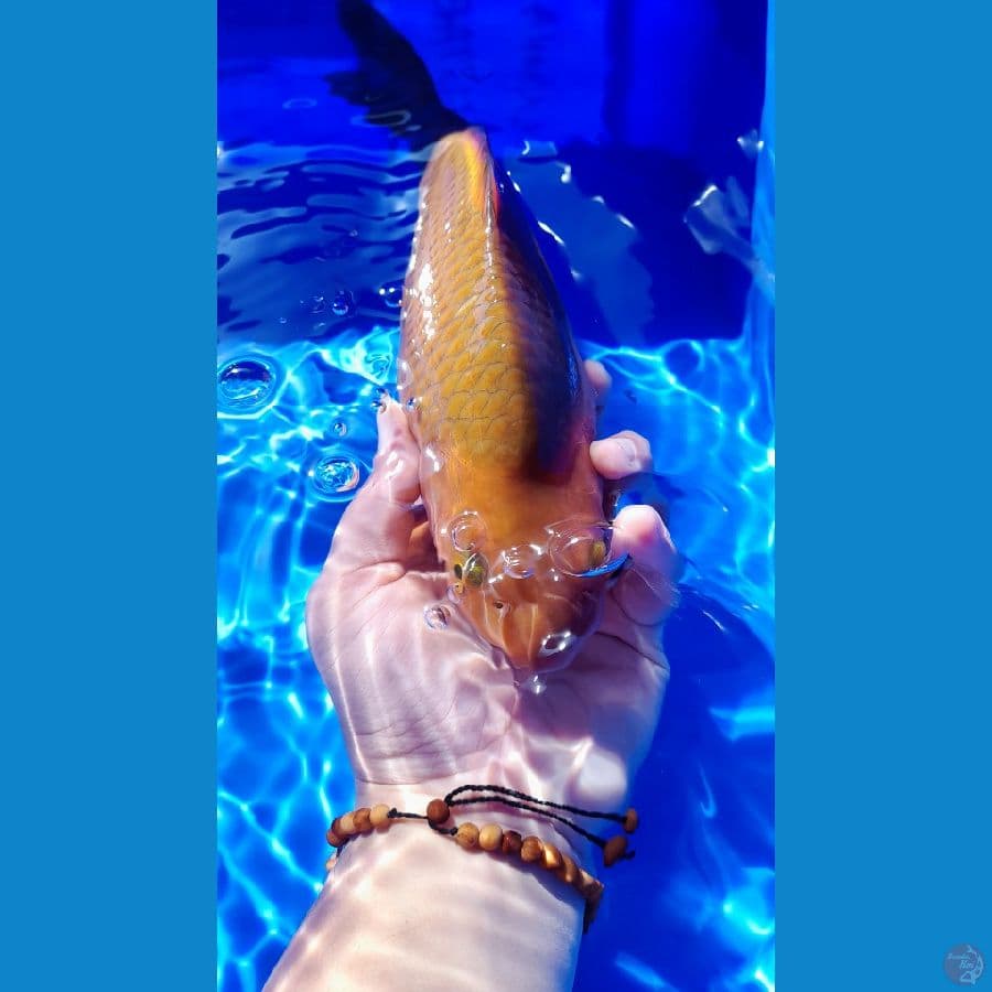 27cm Chagoi tembaga berpunuk