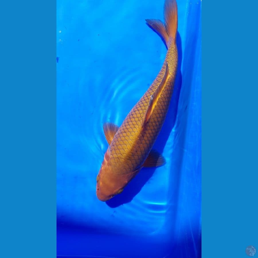 chagoi line KKF 31cm