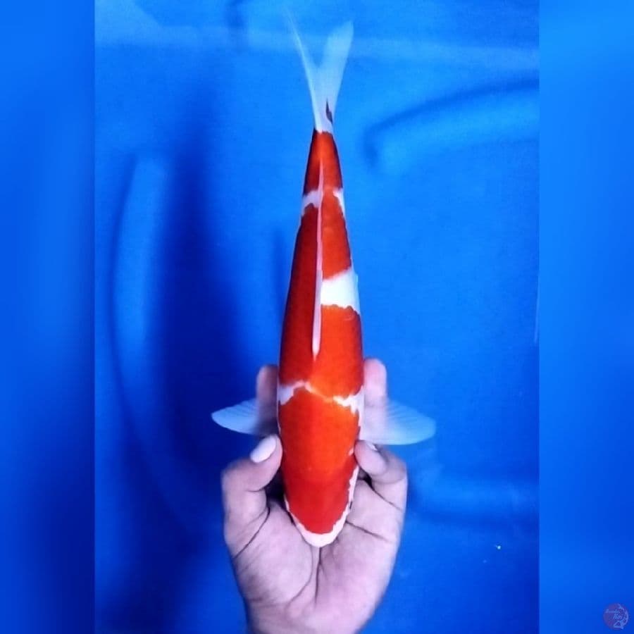 ( 29CM ) KOHAKU - MALE