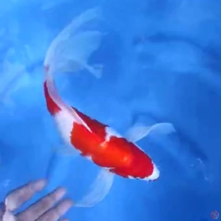 ( 29CM ) KUMPAY KOHAKU - FEMALE