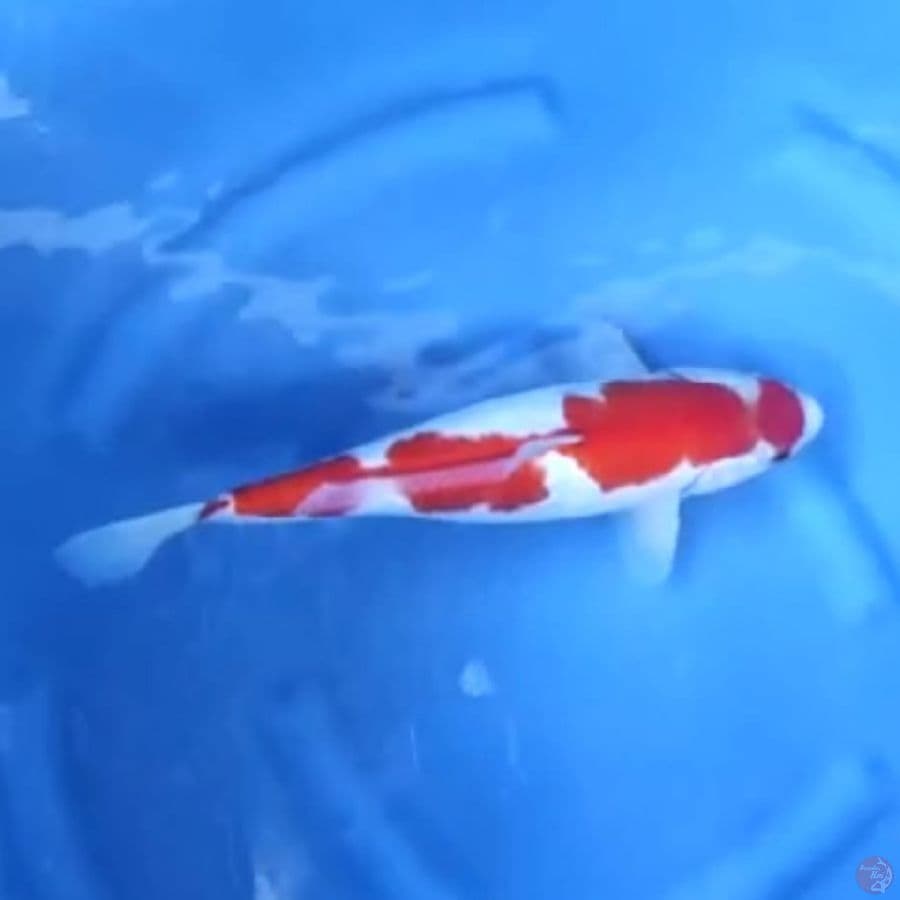 ( 38CM ) KOHAKU MANTAP - FEMALE
