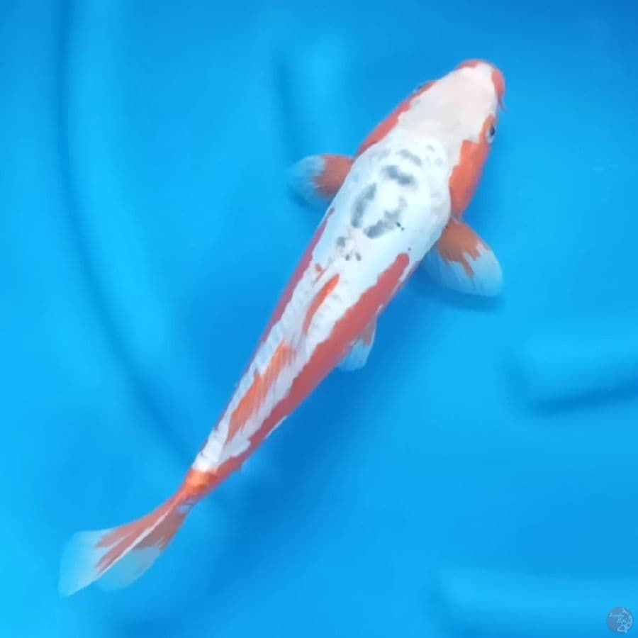 ( 35CM ) HANA SHUSUI - MALE