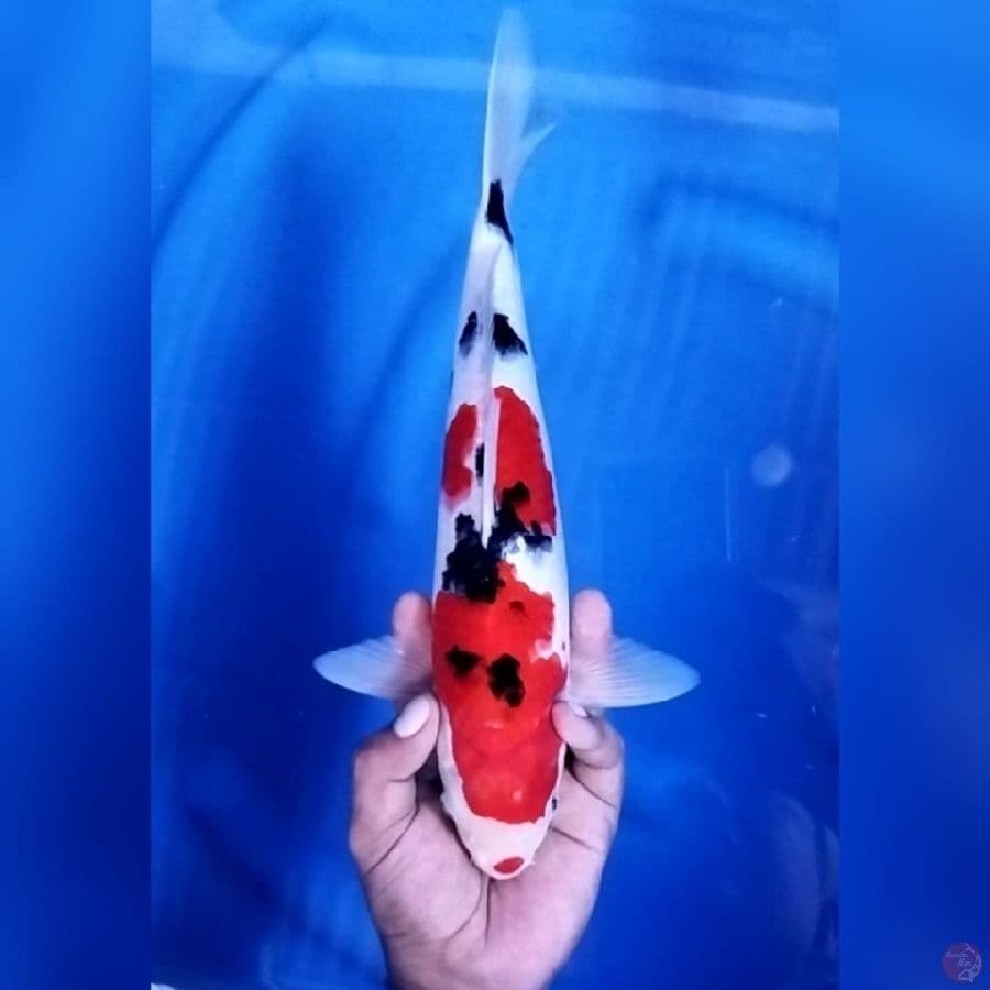 ( 33CM ) TAISHO SANSHOKU - MALE