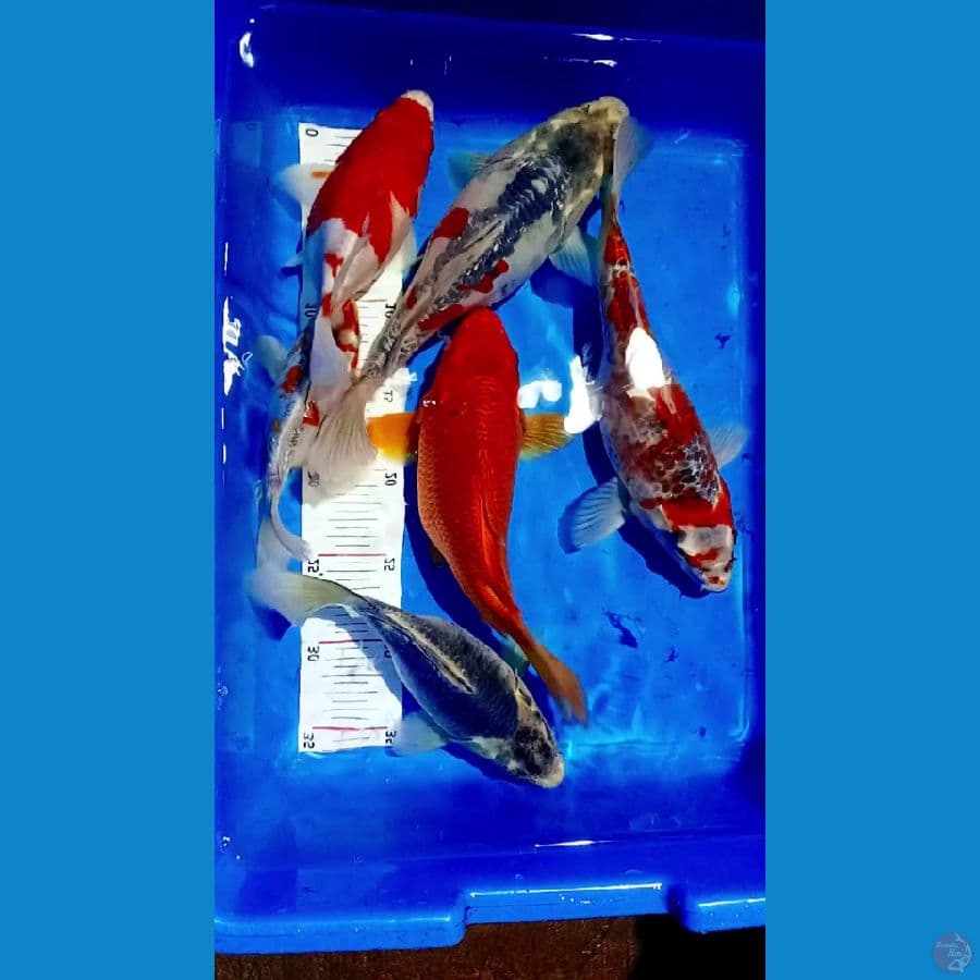 SHOTBODIY 15 20 25 28 CM MALE SEMAU