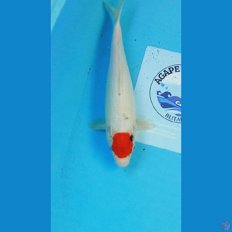Tancho 32 cm