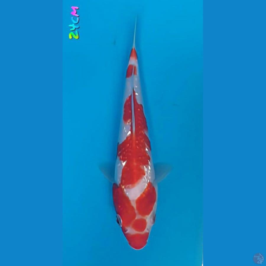 24cm GINRIN KOHAKU Unik