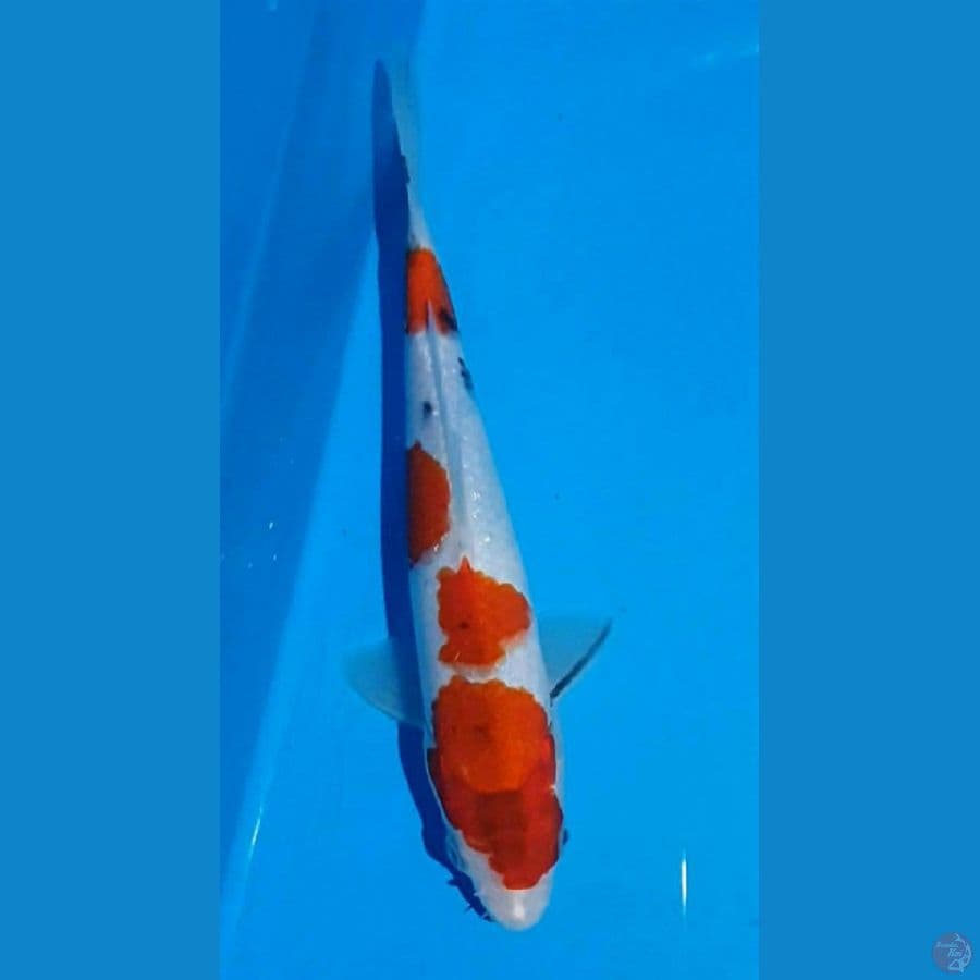 24/M SANKE Tategoi 