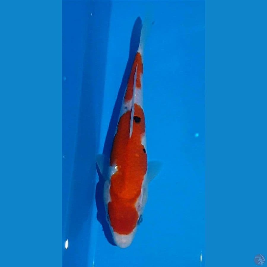 23cm SANKE Tategoi