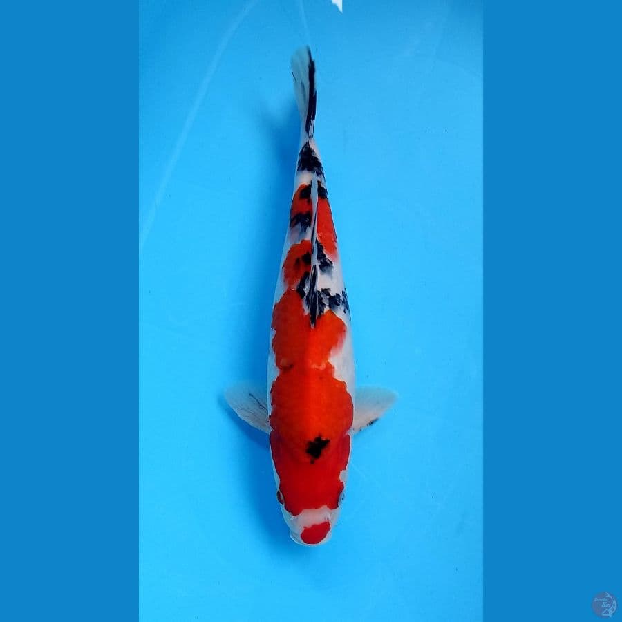 sanke kucibe 35cm male
