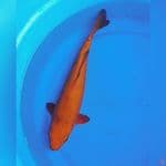 Caramel
