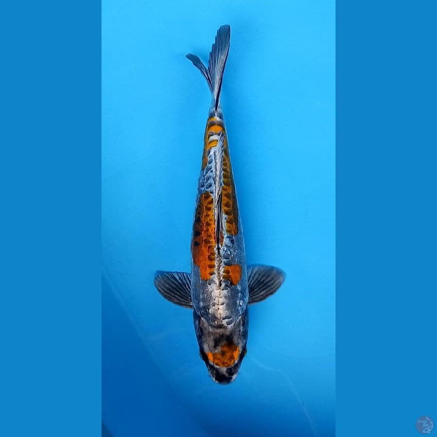 beni kikokuryu 37cm male