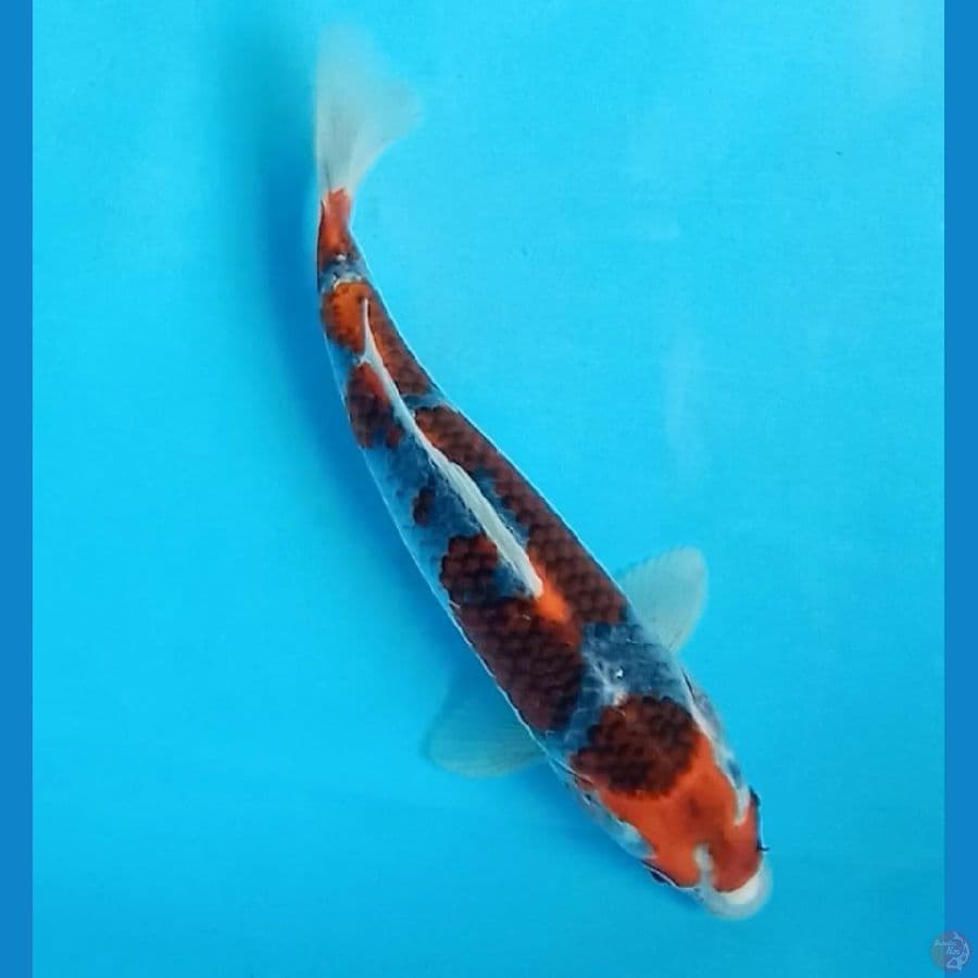 goshiki