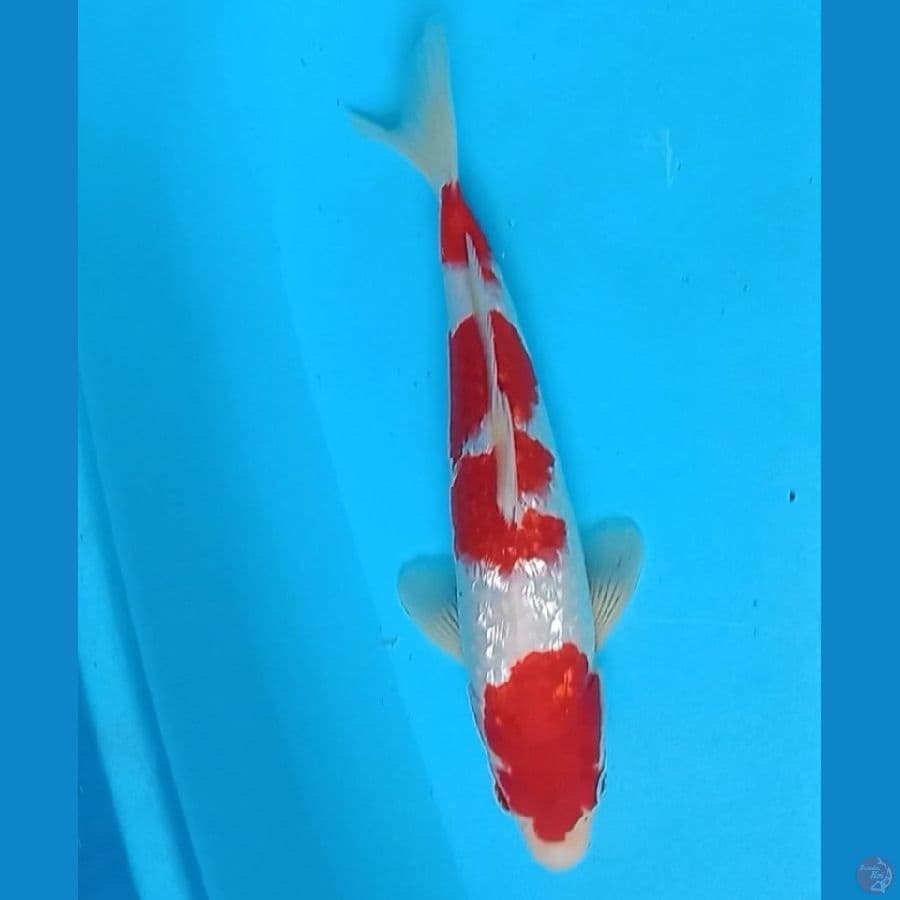 kohaku ginrin