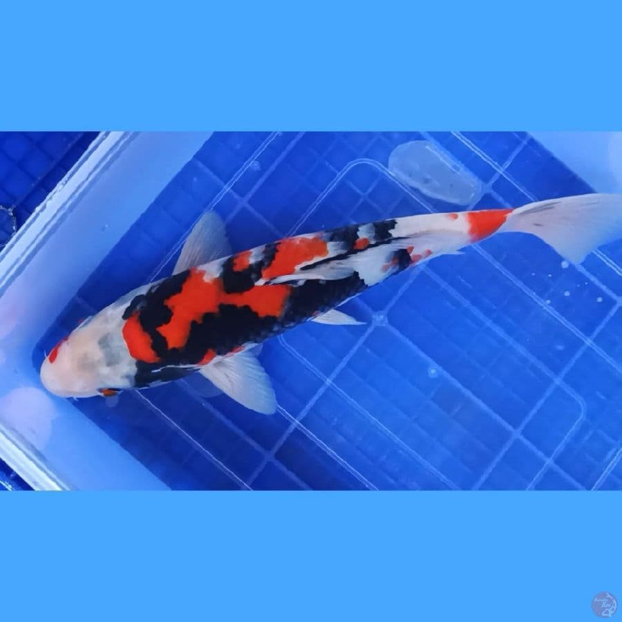 ( 31CM ) SHOWA - MALE