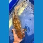 Jinak 50cm male