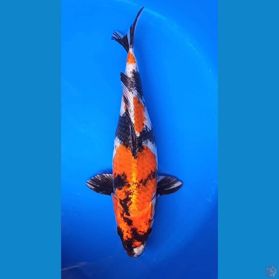 KIN SHOWA SQ 37CM